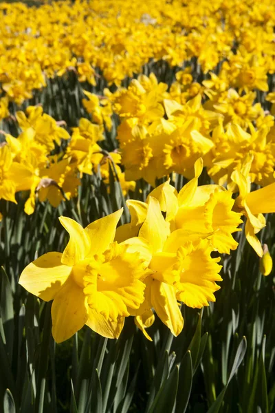 Narcisos Flor Los Terrenos Catedral San David Pembrokeshire Gales —  Fotos de Stock