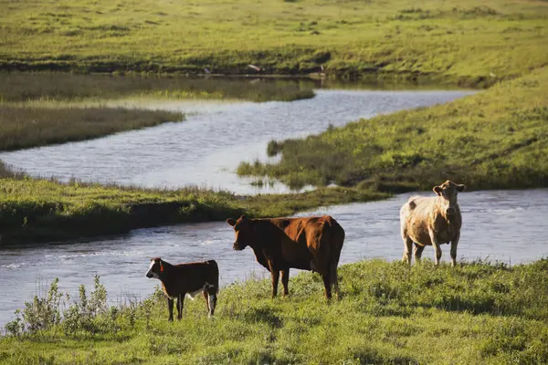 Vieh Hang Des Creek Alberta Kanada — Stockfoto