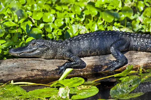 Close American Alligator Alligator Mississippiensis Rust Een Log Johns River — Stockfoto