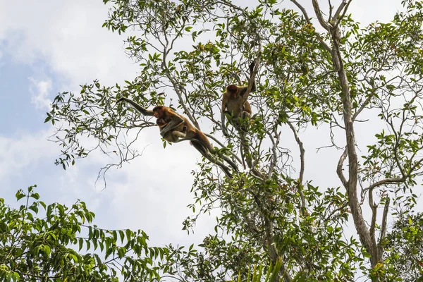 Proboscis Monkeys Long Nosed Monkey Nasalis Larvatus Springen Van Boom — Stockfoto