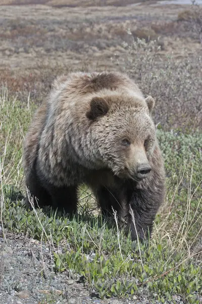 Brown Bear Ursus Arctos Park Road Denali National Park Early — Stock Photo, Image