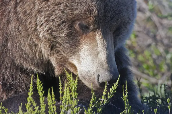 Brown Bear Ursus Arctos Park Road Denali National Park Early — Stock Photo, Image