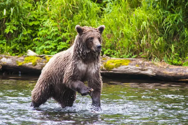 Urso Marrom Rio Russo Procura Salmão Para Alimentar Dia Verão — Fotografia de Stock