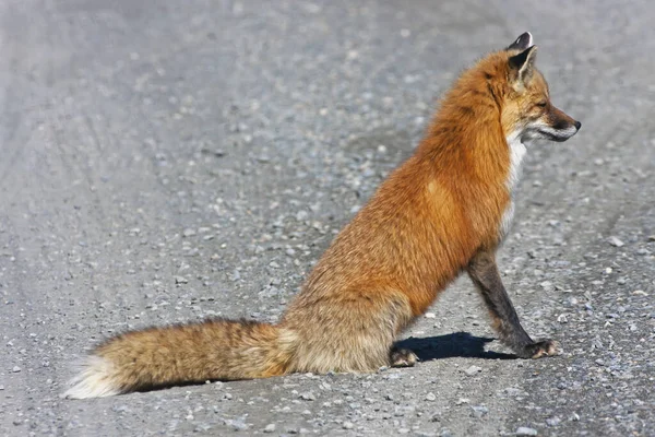 Red Fox Vulpes Vulpes Perto Estrada Parque Parque Nacional Denali — Fotografia de Stock