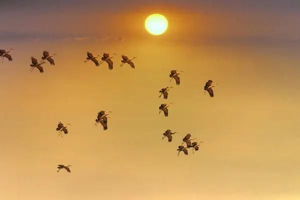 Sandhill Cranes Grus Canadensis Flying Sunset Whitewater Draw Arizona United — Stock Photo, Image