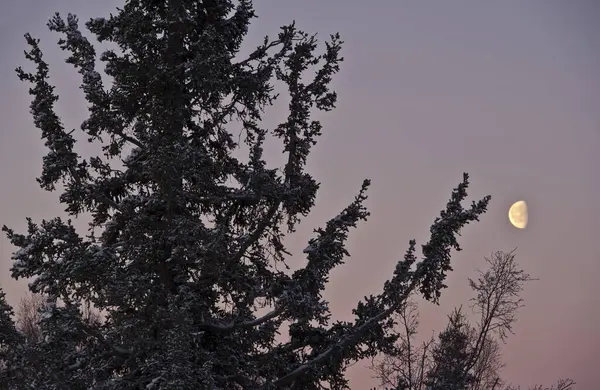 Moon Sky Dusk Silhouette Tree Anchorage Alaska Verenigde Staten — Stockfoto