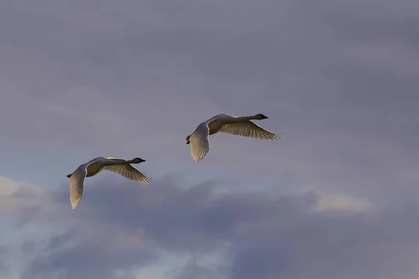 Pair Trumpeter Swans Gain Altitude Depart Marsh Lake Spring Migration — Stock Photo, Image