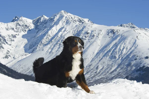 Bernese Mountain Dog Posing Chugach Mountains Alaska Estados Unidos América — Fotografia de Stock