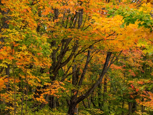 アルゴンキン州立公園の木々の秋の紅葉 オンタリオ州 カナダ — ストック写真