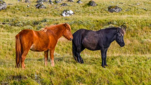 Dois Cavalos Marrom Preto Campo Grama Hornafjordur Região Leste Islândia — Fotografia de Stock