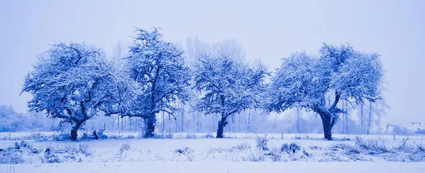 Vier Bomen Een Rij Winter Chilliwack British Columbia Canada — Stockfoto