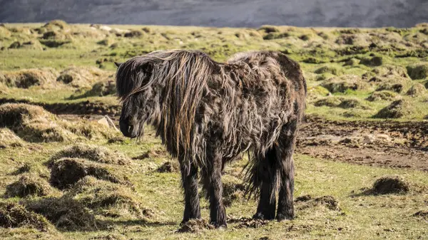 Icelandic Horse Western Iceland Iceland — Stock Photo, Image