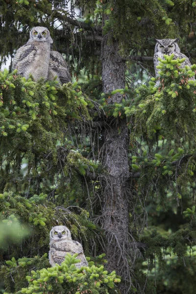 Семья Больших Рогатых Овец Bubo Virginianus Сидящая Дереве Очеван Канада — стоковое фото