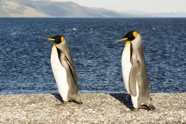 2頭のペンギン Aptenodites Patagonicus がペブルビーチに沿って誇らしげに歩く Ushuaia Tierra Del Fuego Argentina — ストック写真