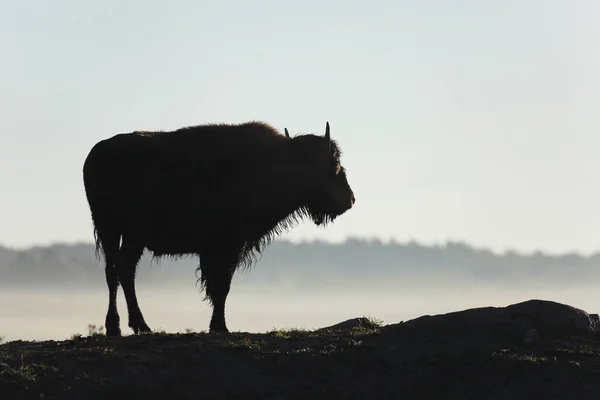 Silhouette Bison Sault Saint Marie Ontario Canada — Stock Photo, Image