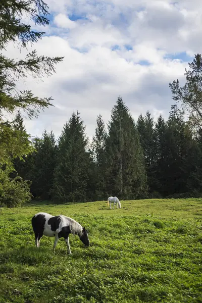 Zwei Pferde Die Einem Feld Aus Gras Grasen Mission British — Stockfoto