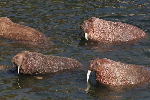 Pazifisches Walross Odobenus Rosmarus Gruppe Von Männchen Die Flachem Wasser — Stockfoto