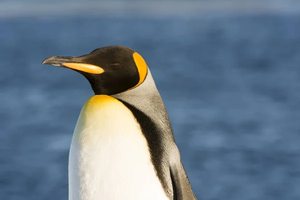Retrato Pingüino Rey Aptenodytes Patagonicus Última Hora Del Día Con — Foto de Stock