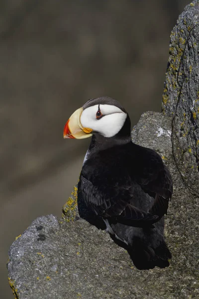 Puffin Com Chifres Fratercula Corniculata Borda Rocha Coberta Líquen Oceano — Fotografia de Stock