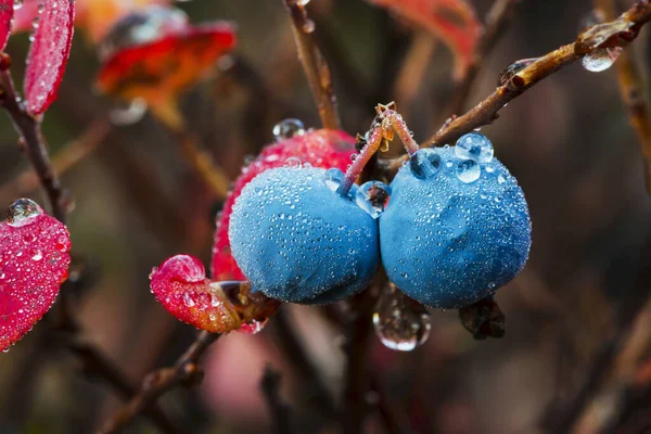 Bleuets Mouillés Sur Bush Denali Alaska États Unis Amérique — Photo