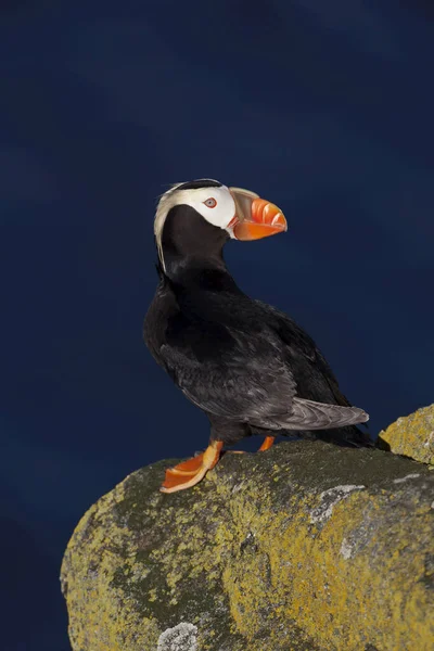 Tufted Puffin Fratercula Cirrhata Stående Lavintäckt Sten Med Havet Bakgrunden — Stockfoto