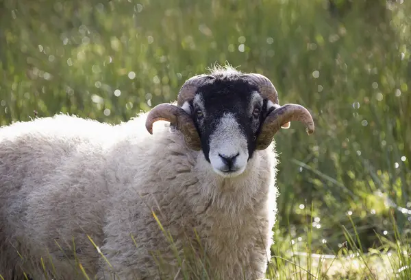 羊の肖像 イギリス ノース ヨークシャー — ストック写真