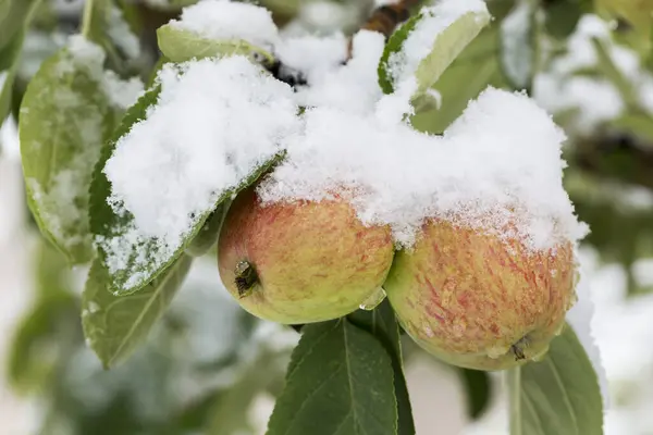 Close Apples Tree Covered Snow Calgary Alberta Canada — Stock Photo, Image