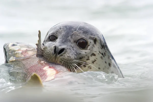 Phoque Avec Saumon Argenté Dans Bouche Valdez Alaska États Unis — Photo