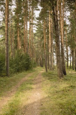 Yolda bir çam ormanı. Summer, gün.