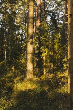 Güneş ışınları yumruk yoğun bir iğne yapraklı orman.