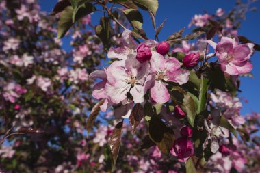 Pembe elma ağacının baharda çiçek açan.