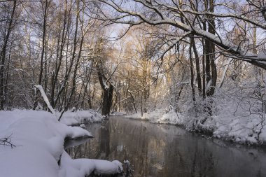 Nehir kış ormanında.