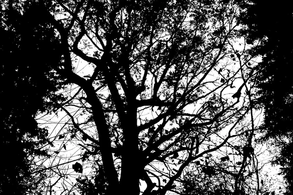 하늘에 대 한 나뭇가지의 개요. — 스톡 사진