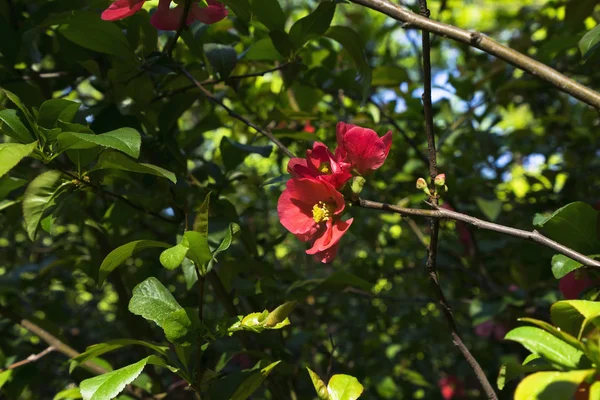 Навесні квітучі Айва японська. — стокове фото