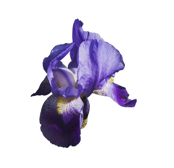 Iris blomma isolerad på vit bakgrund. — Stockfoto