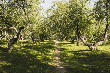 Elma bahçesi bahar parça.