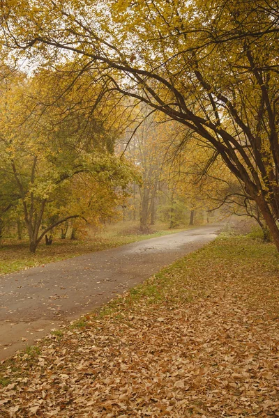 Percorso nel Parco autunnale al mattino . — Foto Stock