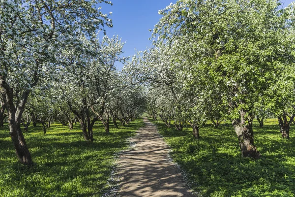 Het spoor in de appelboomgaard in het voorjaar. — Stockfoto