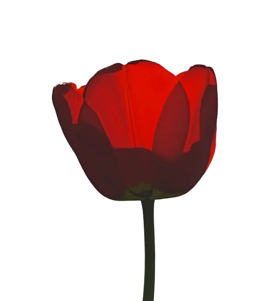 Red tulip — Stock Photo, Image