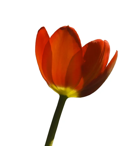 Rode tulip — Stockfoto