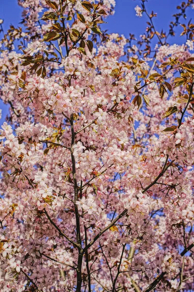 De bloeiende kersen, achtergrond. — Stockfoto