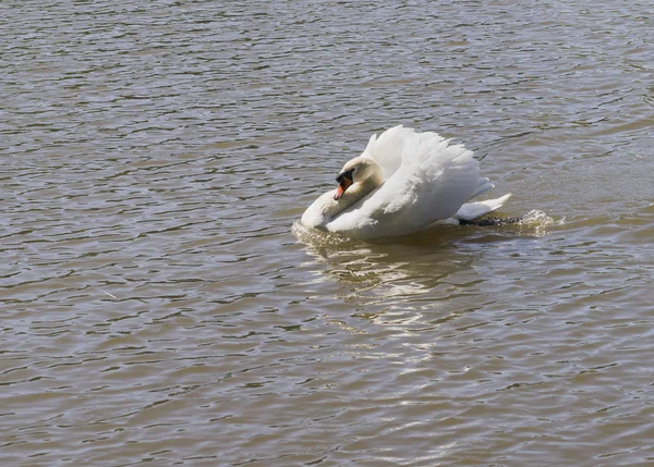 Swan — Stock Photo, Image