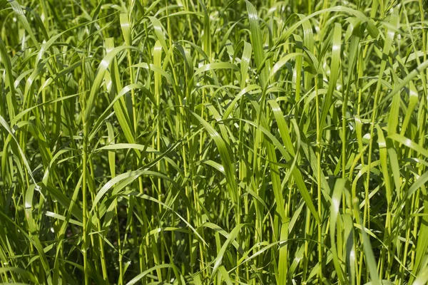 Abstract background from a green grass. — ストック写真