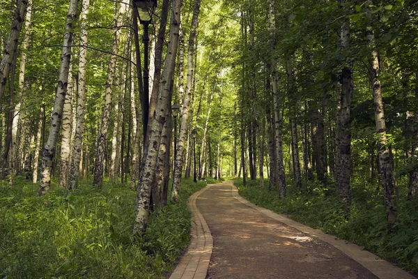 Voetpad in de bladverliezende hout in de zomer. — Stockfoto