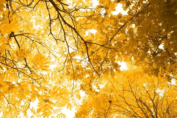 Fundo de folhas de outono amarelo . — Fotografia de Stock