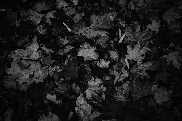 Абстрактный фон из опавших листьев . — стоковое фото