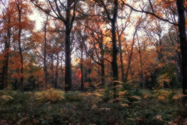 Le bois d'automne dans un regard . — Photo