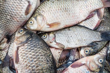 Taze balık. Havuz (nehir sazan)