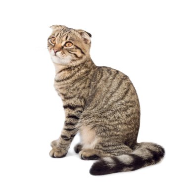 Genç İskoç kedisi beyazda soyutlanmış