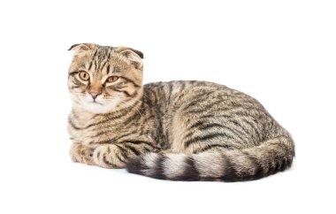 Genç İskoç Fold kedi